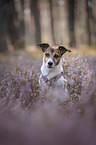 Jack Russell Terrier portrait