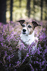 Jack Russell Terrier