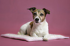 lying Jack Russell Terrier