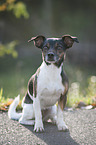 sitting Jack Russell Terrier