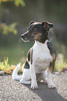 sitting Jack Russell Terrier