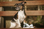 sitting Jack Russell Terrier