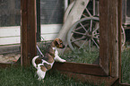 standing Jack Russell Terrier Puppy