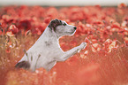 Jack Russell Terrier in the poppy field