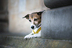 Jack Russell Terrier