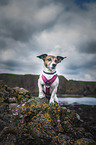 Jack Russell Terrier