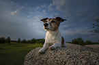 lying Jack Russell Terrier