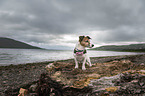 sitting Jack Russell Terrier