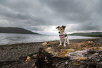 sitting Jack Russell Terrier