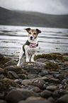 standing Jack Russell Terrier