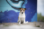 sitting Jack Russell Terrier