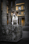 sitting Jack Russell Terrier