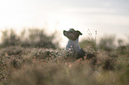 Jack Russell Terrier portrait