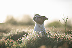 Jack Russell Terrier portrait