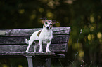 standing Jack Russell Terrier