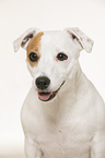 Jack Russell Terrier Portrait