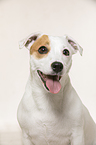 Jack Russell Terrier Portrait