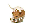 Jack Russell Terrier in front of white background