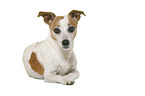 Jack Russell Terrier in front of white background