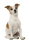 Jack Russell Terrier in front of white background