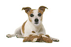 Jack Russell Terrier in front of white background