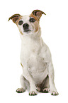 Jack Russell Terrier in front of white background