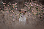 Jack Russell Terrier Portrait