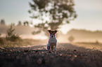 sitting Jack Russell Terrier