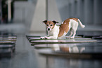 Jack Russell Terrier