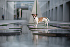 Jack Russell Terrier