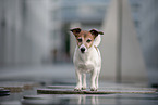 Jack Russell Terrier