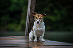 sitting Jack Russell Terrier