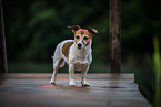 Jack Russell Terrier