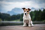 sitting Jack Russell Terrier