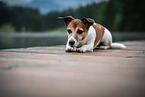 lying Jack Russell Terrier