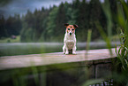 Jack Russell Terrier