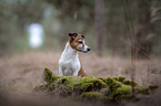 sitting Jack Russell Terrier