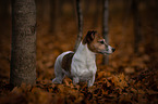 Jack Russell Terrier