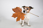 sitting Jack Russell Terrier