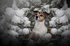 sitting Jack Russell Terrier