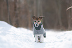 sitting Jack Russell Terrier