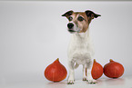 Jack Russell Terrier