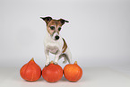 Jack Russell Terrier