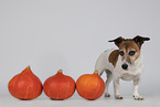 Jack Russell Terrier