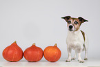 Jack Russell Terrier