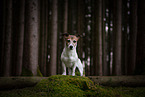 Jack Russell Terrier