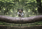 jumping Jack Russell Terrier