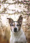 Jack Russell Terrier Portrait