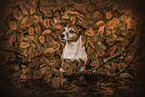 female Jack Russell Terrier