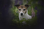 female Jack Russell Terrier